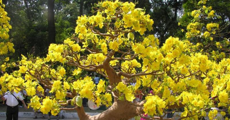 Bí quyết chọn cây hoa mai vàng đẹp với gốc, thân, cành, và nụ hoa ưng ý cho ngày Tết, biết hoa mai tiếng Anh là gì giúp chia sẻ kinh nghiệm